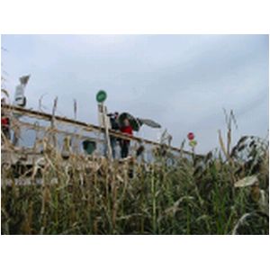 CornMaze2005 031.jpg